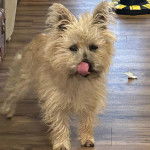 Un Jacairn sur un plancher et léchant son museau 