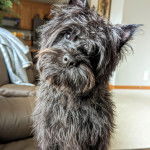 Un Jacairn assis et semblant détendu 