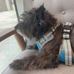 Un Jacairn allongé sur un fauteuil et portant un harnais 