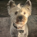 Un Jacairn assis sur un tapis et portant un collier autour du cou