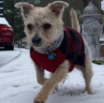 Un Jacairn marchant sur une surface enneigée et portant un habit pour chien 