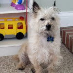 Un Jacairn assis sur une moquette et portant un collier autour du cou