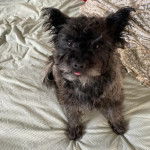 Un Jacairn assis sur un lit et regardant vers la caméra 