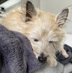 Un Jacairn allongé sur un canapé et semblant détendu 