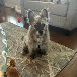 Un Jacairn assis sur un tapis et semblant détendu