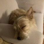 Un Jacairn allongé sur un canapé et semblant dormir 