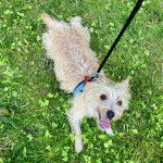 Un Jacairn sur un terrain herbeux et qui est tenu en laisse 