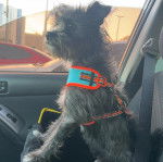 Un Jacairn dans une voiture et portant un harnais 