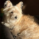 Un Jacairn allongé sur un canapé et semblant détendu 