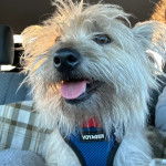 Un Jacairn tirant la langue et portant un harnais 