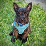 Un Jacairn assis sur un terrain herbeux et qui est tenu en laisse 