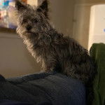 Un Jacairn assis sur un canapé et semblant détendu 