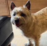 Un Jacairn sur une moquette et ayant la gueule légèrement ouverte 