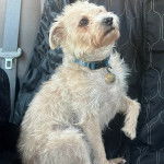 Un Jacairn assis sur la banquette arrière d'une voiture et portant un collier autour du cou