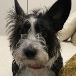 Un Jacairn sur un canapé et portant un collier autour du cou