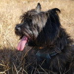 Un Jacairn ayant la langue pendante et portant un harnais 