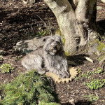 Un Jacairn allongé sur un terrain herbeux et portant un collier autour du cou