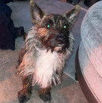 Un Jacairn assis sur une moquette et semblant détendu