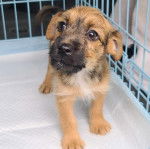 Un Jacairn dans une cage et semblant détendu 