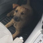 Un Jacairn allongé sur le plancher d'une voiture et portant un collier autour du cou