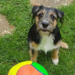 Un Jacairn assis sur un terrain herbeux et regardant vers la caméra 