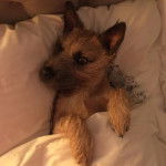 Un Jacairn allongé sur un lit et semblant détendu 