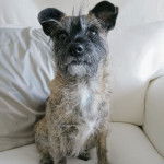 Un Jacairn assis sur un canapé et semblant détendu 