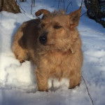 Un Jacairn sur une surface enneigée et portant un collier autour du cou