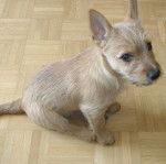 Un Jacairn assis sur un plancher et regardant vers la caméra 