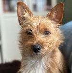 Un Jacairn regardant vers la caméra 