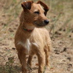 Un Jacairn sur un terrain herbeux et qui est teni en laissen