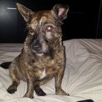 Un Jacairn assis sur un lit et semblant détendu 