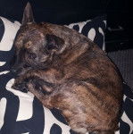 Un Jacairn allongé sur un lit et semblant détendu