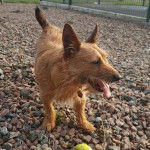 Un Jacairn portant un collier autour du cou et tirant la langue 
