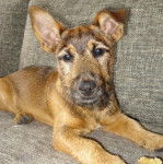 Un Jacairn allngé sur un canapé et regardant vers la caméra 