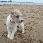 Un Jacairn sur une surface sableuse et portant un collier autour du cou
