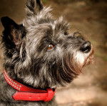 Un Jacairn portant un collier autour du cou et semblant détendu 