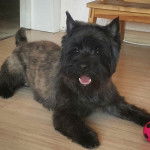 Un Jacairn allongé sur un plancher et ayant la gueule légèrement ouverte 