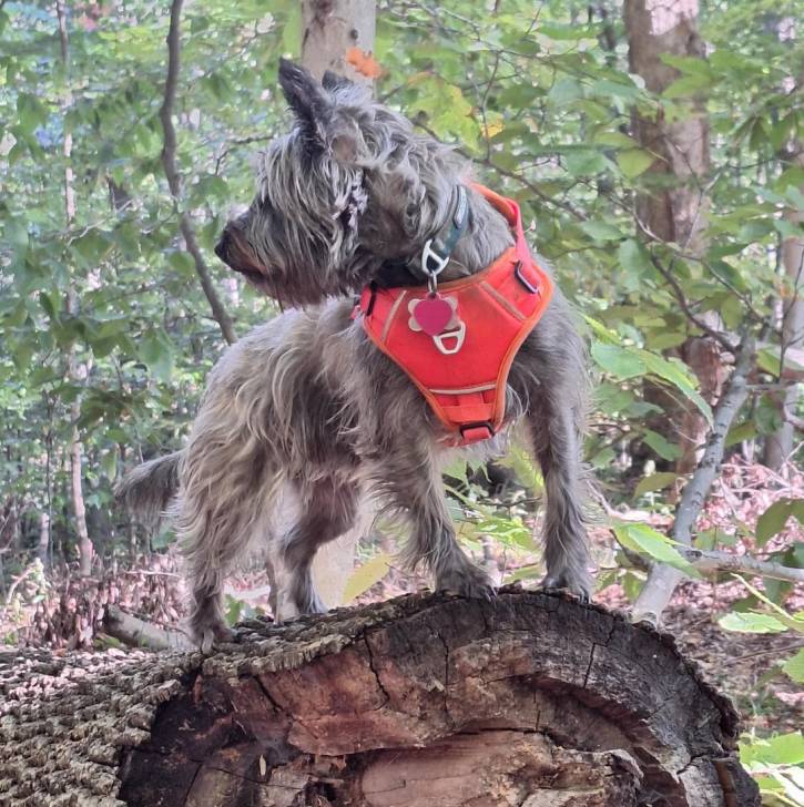 Un Jacairn sur un tronc d'arbre et portant un harnais 