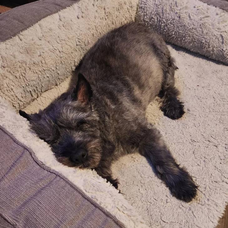 Un Jacairn allongé dans un panier et semblant dormir