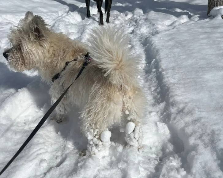 Un Jacairn sur une surface enneigée et qui est tenu en laisse 