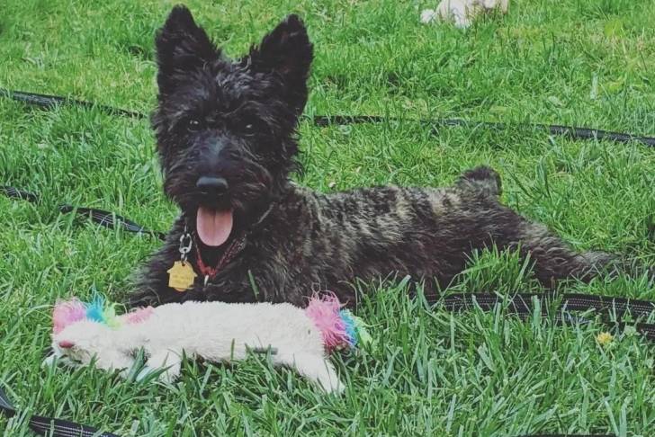 Un Jacairn allongé sur un terrain herbeux et portant un collier autour du cou