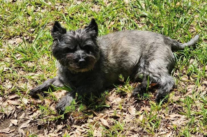 Un Jacairn allongé sur une surface herbacée et regardant vers la caméra 