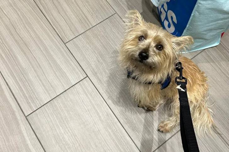 Un Jacairn sur un sol carrelé et qui est tenu en laisse 