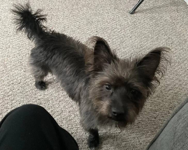 Un Jacairn sur une moquette et regardant vers la caméra 