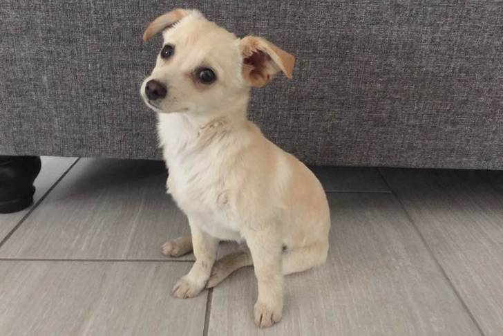 Un Jacairn assis sur un sol carrelé et regardant vers la caméra 