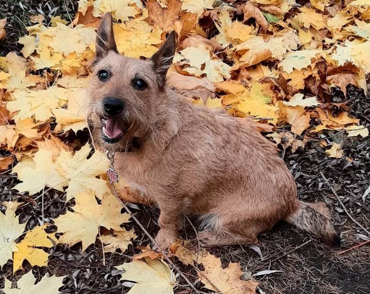Un Jacairn assis sur un terrain herbeux et portant un collier autour du cou