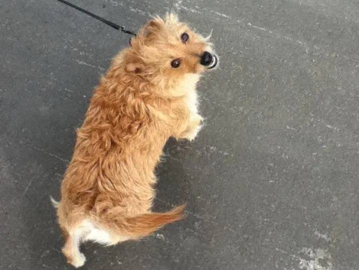 Un Jacairn regardant vers la caméra et qui est tenu en laisse 