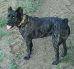 Photo Fila de Sao Miguel