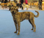 Photo Fila de Sao Miguel